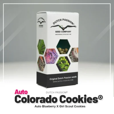 DUTCH PASSION - AUTO COLORADO COOKIES® FEM - immagine 2