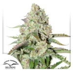 DUTCH PASSION - AUTO COLORADO COOKIES® FEM