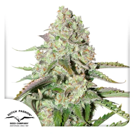 DUTCH PASSION - AUTO COLORADO COOKIES® FEM