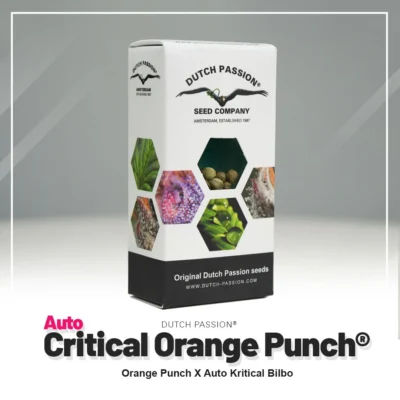 DUTCH PASSION - AUTO CRITICAL ORANGE PUNCH FEM – Image 2