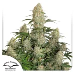 DUTCH PASSION - AUTO CRITICAL ORANGE PUNCH FEM