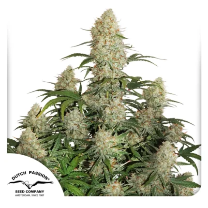 DUTCH PASSION - AUTO CRITICAL ORANGE PUNCH FEM