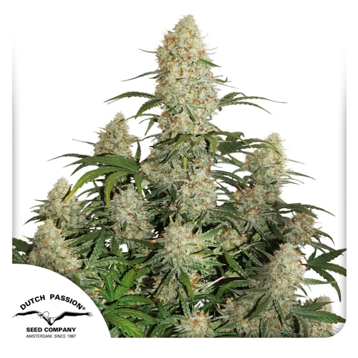 DUTCH PASSION - AUTO CRITICAL ORANGE PUNCH FEM - Imagen 1