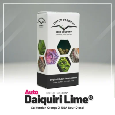 DUTCH PASSION - AUTO DAIQUIRI LIME® FEM – Bild 2