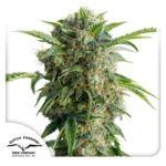 DUTCH PASSION - AUTO DAIQUIRI LIME® FEM