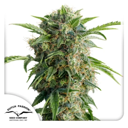 DUTCH PASSION - AUTO DAIQUIRI LIME® FEM