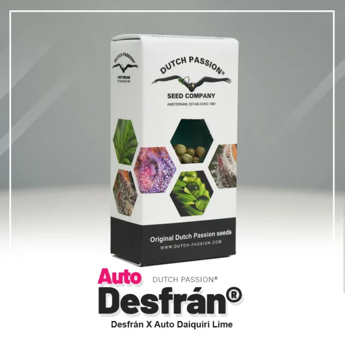 PASSION HOLLANDAISE - AUTO DESFRAN FEM – Image 2