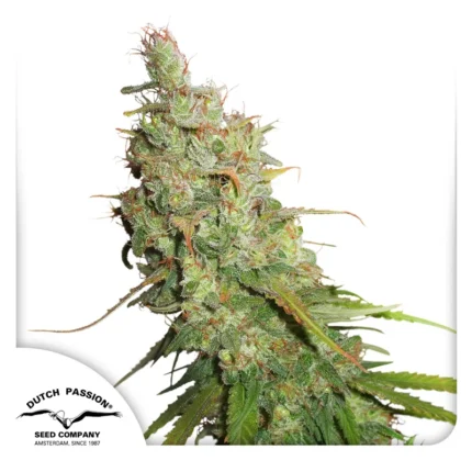 DUTCH PASSION - AUTO DESFRAN FEM