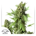 DUTCH PASSION - AUTO DUCK FEM