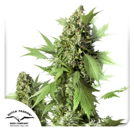 DUTCH PASSION - AUTO DUCK FEM