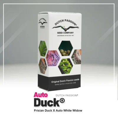 DUTCH PASSION - AUTO DUCK FEM - Imagen 2