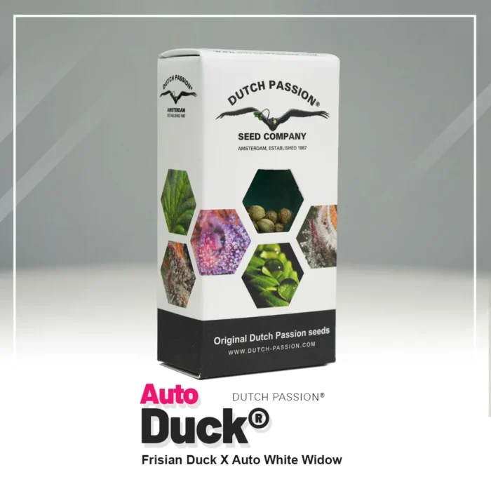 DUTCH PASSION - AUTO DUCK FEM – Image 2