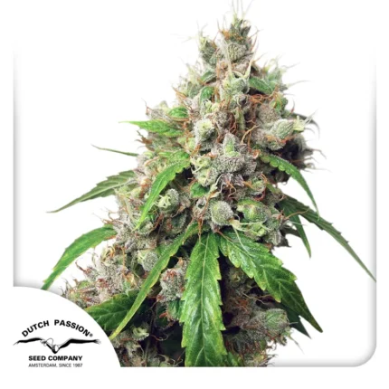 DUTCH PASSION - AUTO EUPHORIA FEM