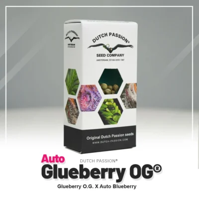 HOLLÄNDISCHE LEIDENSCHAFT - AUTO GLUEBERRY OG FEM – Bild 2
