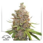 DUTCH PASSION - AUTO GLUEBERRY OG FEM
