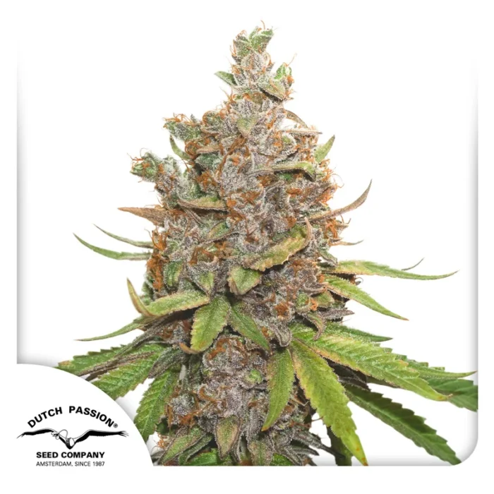 DUTCH PASSION - AUTO GLUEBERRY OG FEM – Image 1