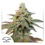DUTCH PASSION - AUTO KEROSENE KRASH FEM