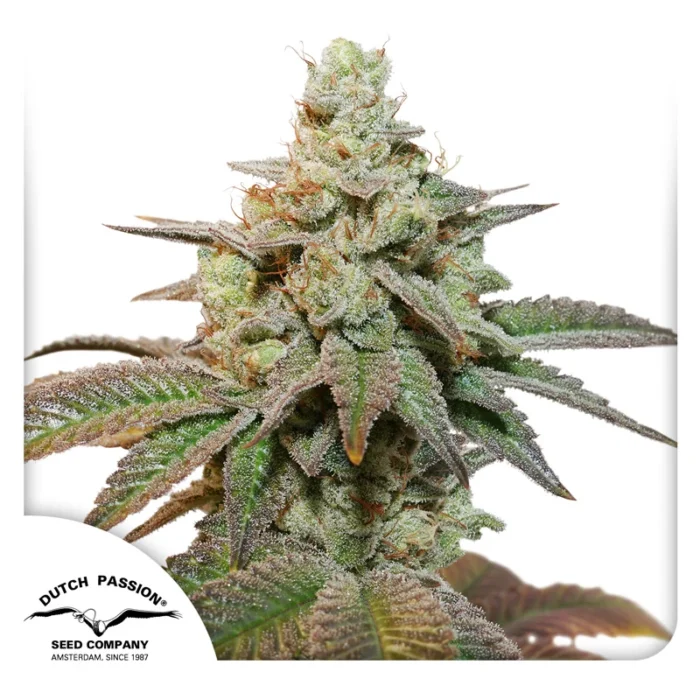 DUTCH PASSION - AUTO KEROSENE KRASH FEM - Image 1
