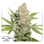 DUTCH PASSION - AUTO LEMON KIX FEM - (anciennement AUTO LEMON ZKITTLE)