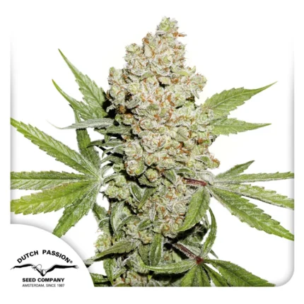 DUTCH PASSION - AUTO LEMON KIX FEM - (anciennement AUTO LEMON ZKITTLE)