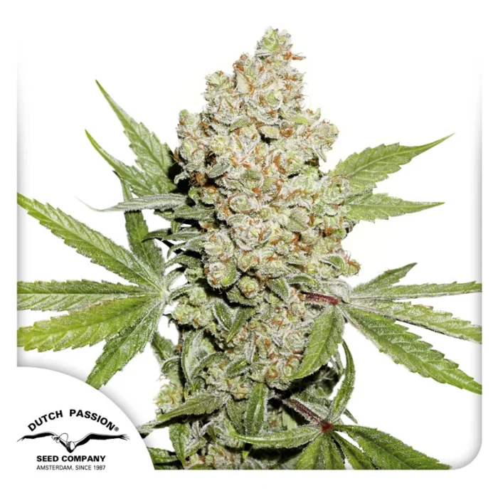 DUTCH PASSION - AUTO LEMON KIX FEM - (anciennement AUTO LEMON ZKITTLE) – Image 1