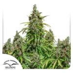 DUTCH PASSION - AUTO MAZAR FEM