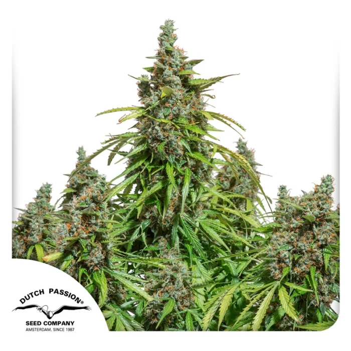 DUTCH PASSION - AUTO MAZAR FEM - immagine 1