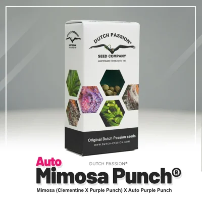 DUTCH PASSION - AUTO MIMOSA PUNCH – Image 2