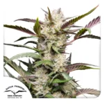 DUTCH PASSION - AUTO MIMOSA PUNCH