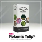 DUTCH PASSION - AUTO MOKUM'S TULIP FEM - Imagen 2