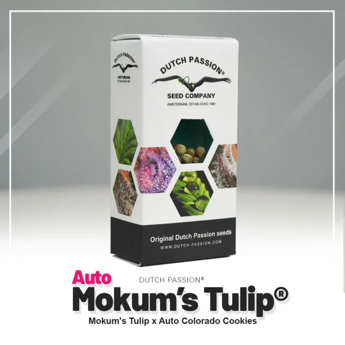 DUTCH PASSION - AUTO MOKUM'S TULIP FEM - Imagen 2