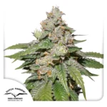 DUTCH PASSION - AUTO MOKUM'S TULIP FEM