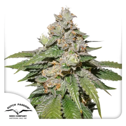 DUTCH PASSION - AUTO MOKUM'S TULIP FEM