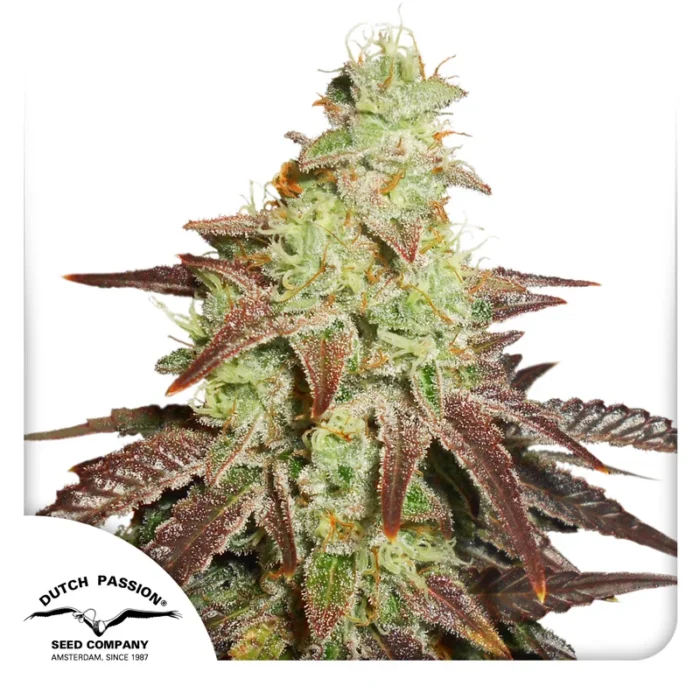 DUTCH PASSION - AUTO NIGHT QUEEN® FEM – Image 1