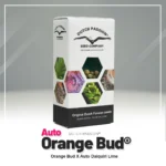 DUTCH PASSION - AUTO ORANGE BUD FEM – Image 2