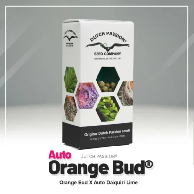 DUTCH PASSION - AUTO ORANGE BUD FEM - immagine 2