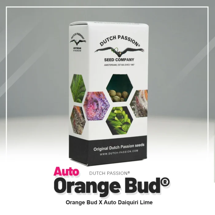 DUTCH PASSION - AUTO ORANGE BUD FEM – Image 2