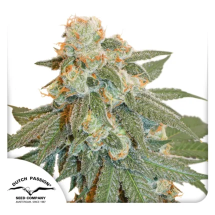 DUTCH PASSION - AUTO ORANGE BUD FEM