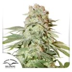 DUTCH PASSION - AUTO POWER PLANT FEM