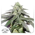 DUTCH PASSION - AUTO SKYWALKER HAZE FEM