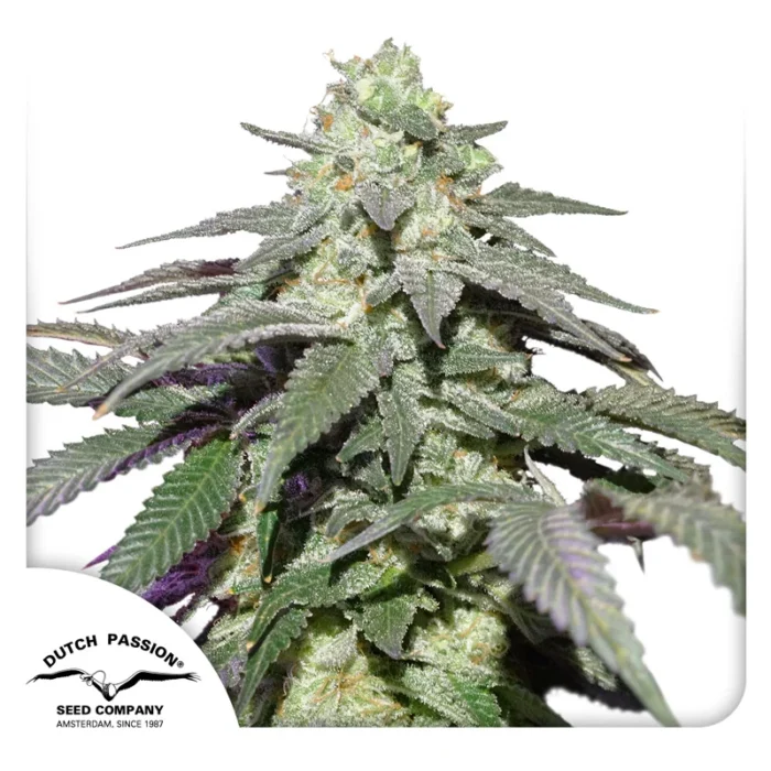 DUTCH PASSION - AUTO SKYWALKER HAZE FEM - Image 1