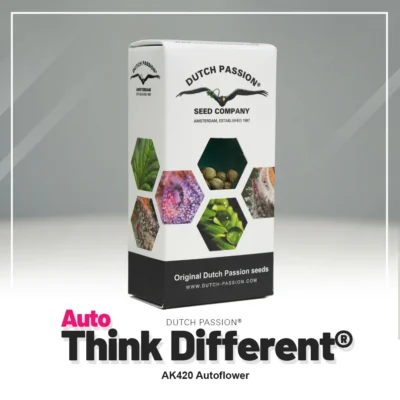 DUTCH PASSION - AUTO THINK DIFFERENT FEM – Bild 2