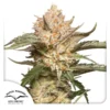DUTCH PASSION - AUTO TRICHOME AND CREAM FEM