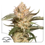 DUTCH PASSION - AUTO TRICHOME AND CREAM FEM