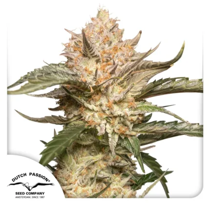DUTCH PASSION - AUTO TRICHOME AND CREAM FEM