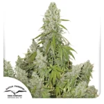 DUTCH PASSION - AUTO ULTIMATE FEM