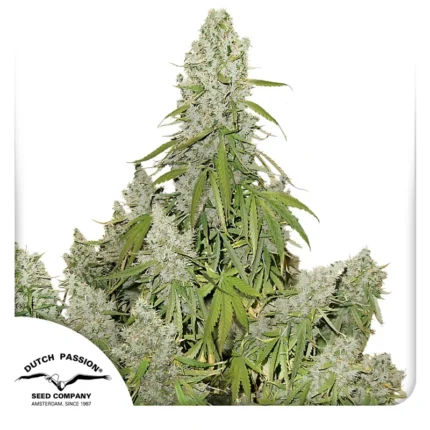 DUTCH PASSION - AUTO ULTIMATE FEM