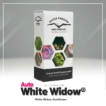 DUTCH PASSION - AUTO WHITE WIDOW FEM – Image 2