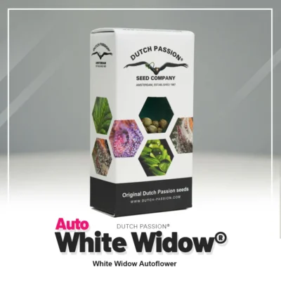 HOLLÄNDISCHE LEIDENSCHAFT - AUTO WHITE WIDOW FEM – Bild 2
