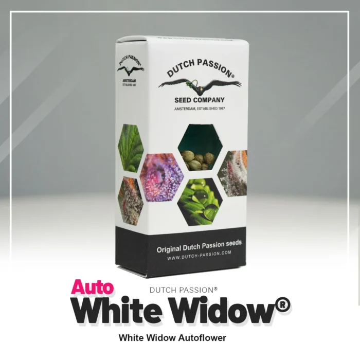 DUTCH PASSION - AUTO WHITE WIDOW FEM – Image 2